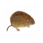 Microtus Arvalis