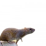 Rattus Norvegicus