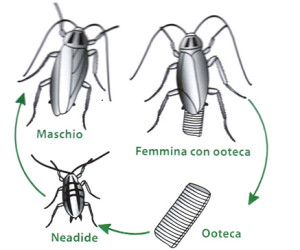 Ciclo biologico della Blattella Germanica