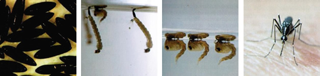 ciclo biologico della zanzara tigre