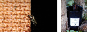 Esemplare di zanzara tigre su listella per ovideposizione e ovitrappola