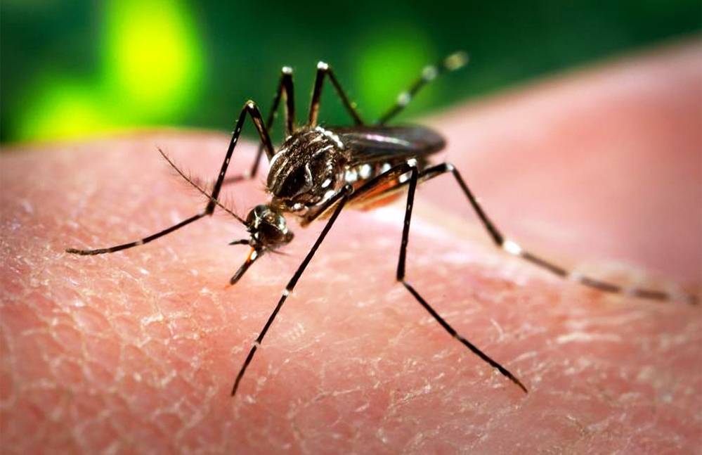 Aedes Aegypti la zanzara del virus Zika